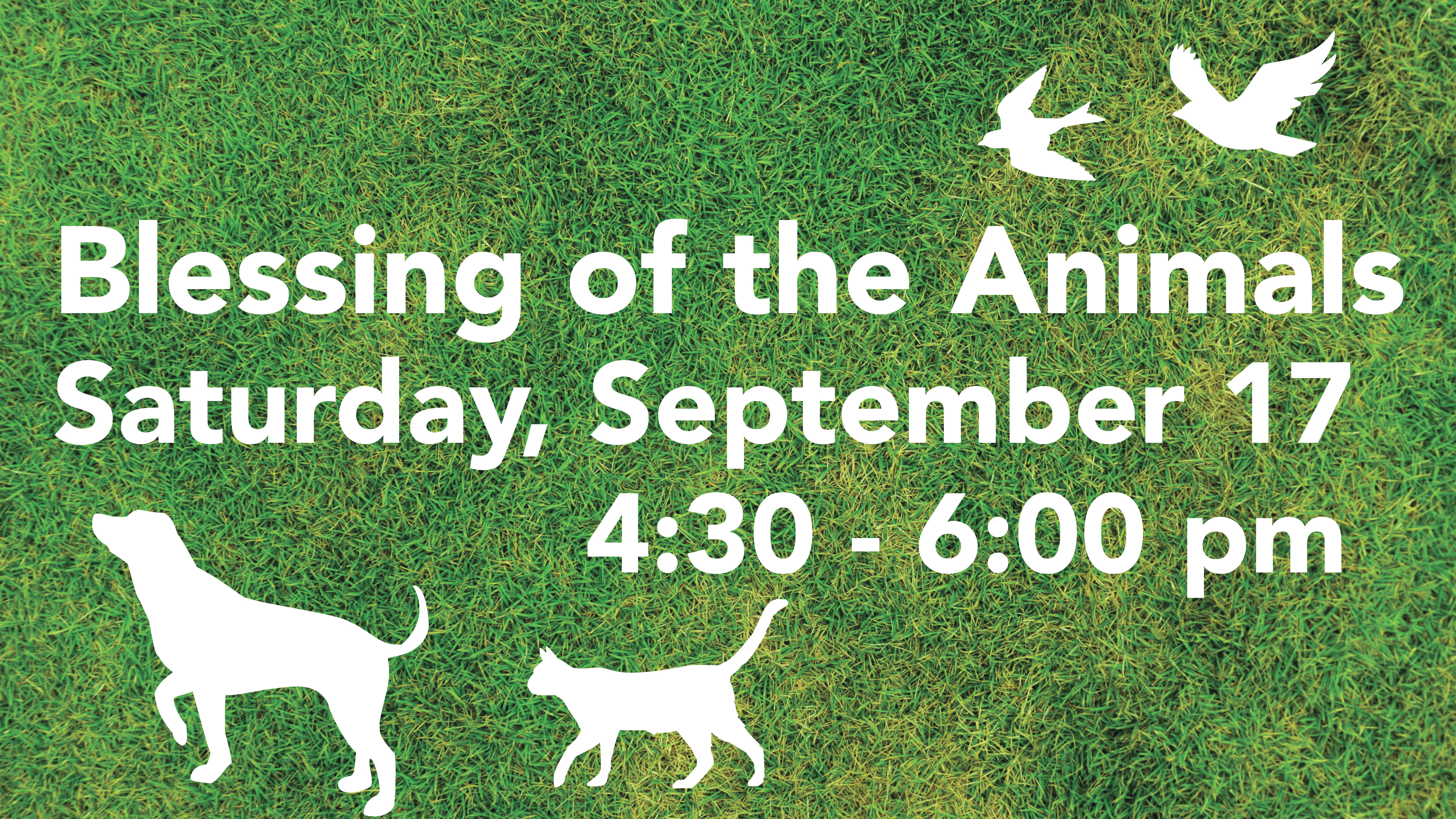 Announcement slide - Blessing of the Animals (no border)
